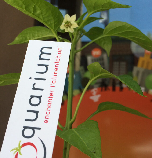 Croquarium s’installe dans le quartier Well inc.